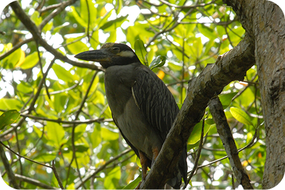 Um pássaro savacu-de-coroa, de plumagem cinza e com um topete claro, está empoleirado no galho de uma árvore.