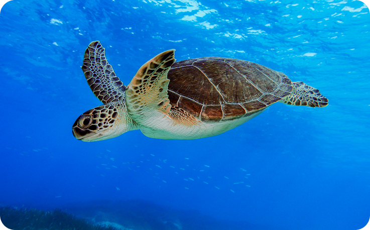 Outubro marca o início da temporada de desova das tartarugas marinhas